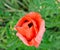 Red poppy flower.Half-open petals.Blurred background from green leaves.