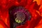 Red poppy flower head. Macro image. Airy gentle soft art image. Selective focus