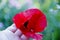 Red poppy flower in human hand. Lest We forget. summer nature beauty. spring coming. bright red poppy flower. Anzac Day. poppy