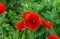 Red poppy flower illuminated by the bright summer sun in the meadow.