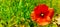 red poppy flower infront of green gras