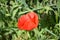 Red poppy flower outdoors color green