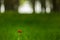 red poppy flower in a poplar tree forest