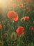 Red poppy flower portrait in meadow