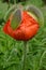 Red Poppy flower with remains of spikey outer bud