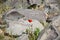 red poppy flower and stone outdoors color green