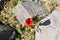 Red poppy flower and stone outdoors color green