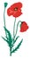 red poppy flower vector illustration transparent background