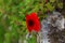 Red poppy flower on the wall. Papaver rhoeas, common poppy, corn poppy, corn rose, field poppy, Flanders poppy, red poppy