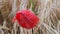 Red Poppy Flower - wheat field