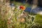 Red poppy flower on a wild meadow on the roadside