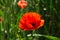 Red poppy flowers