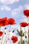Red poppy flowers against blue sky with clouds, closeup