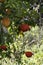 Red poppy flowers on the background of an orange tree with ripe fruits