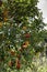 Red poppy flowers on the background of an orange tree with ripe fruits