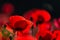 Red poppy flowers on a black background