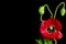 Red Poppy flowers on black background