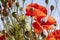 Red poppy flowers in bloom and poppy capsules. Blue sky background. Selective focus. Drug, opium, narcotics production