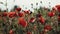 Red poppy flowers blooming in green field. Poppies in the meadow wild poppy field