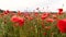 Red poppy flowers blooming in green spring field. poppies in the meadow