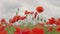 Red poppy flowers blooming in green spring field. poppies in the meadow. wild poppy