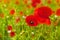 Red poppy flowers blossom on green grass blurred bokeh background close up, beautiful poppies field in bloom on sunny summer day