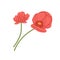 Red poppy flowers. Blossomed papaver composition. Blooms of cut floral plant. Pretty gentle summer buds with petals and