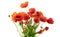 Red Poppy flowers closeup. Bouquet of blooming Poppies isolated on whit