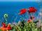 Red poppy flowers in the edge of the cliff of the coast, in background turquoise sea. Place for text. The concept of sping