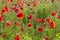 Red poppy flowers field close up