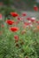 Red Poppy Flowers in a Flower Nursery,Lachen,Sikkim,India.