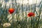 Red poppy flowers in the green grass on thr edge of the cliff of the coast, in background turquoise sea. Place for text. The