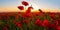 red poppy flowers in light of early morning sun