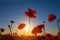 red poppy flowers in light of early morning sun