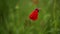 Red poppy flowers. macro. small GRIP.