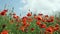 Red poppy flowers meadow with blue sky