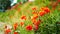 Red poppy flowers in the near of Munich in Bavaria Germany. The wind gently plays with them. Slowmotion Video. nature