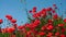 Red poppy flowers in the near of Munich in Bavaria Germany. The wind gently plays with them. Slowmotion Video. nature