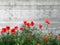 Red poppy flowers next to a gray concrete wall