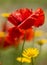 Red poppy flowers in Summer.