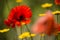 Red poppy flowers in Summer.