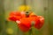 Red poppy flowers in Summer.