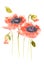 Red poppy flowers , watercolor illustrator