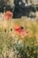Red poppy flowers in a wild field. Two stages in a common poppy flower and capsule. Summer, daytime. Digital watercolor