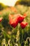 Red poppy flowers in a wild field. Vivid Poppies meadow in spring. Beautiful summer day. Beautiful red poppy flowers on