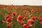 Red poppy flowers in a wild field. Vivid Poppies meadow in spring. Beautiful summer day. Beautiful red poppy flowers on