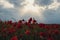 Red poppy flowers in a wild field. Vivid Poppies meadow in spring. Beautiful summer day. Beautiful red poppy flowers on