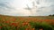 Red poppy flowers in a wild field. Vivid Poppies meadow in spring. Beautiful summer day. Beautiful red poppy flowers on