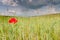 Red poppy on focus on wheat field