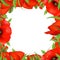 Red Poppy Frame